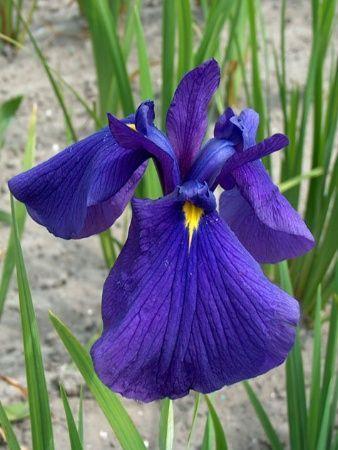 IRIS ENSATA BLEU GDT