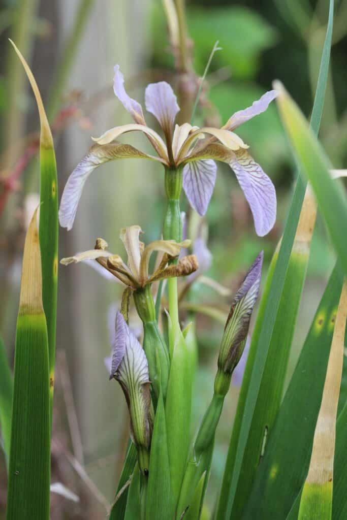 IRIS FOETIDISSIMA GDT