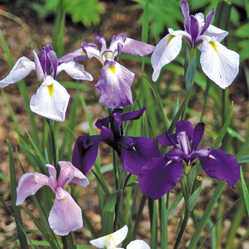 IRIS KAEMPFERI GDT