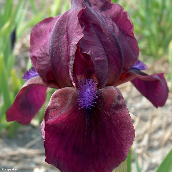 IRIS LILLIPUT ROUGE GDT
