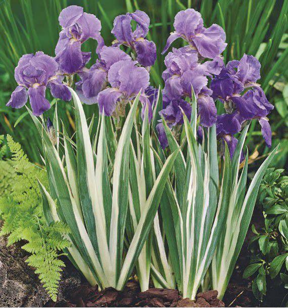 IRIS PALLIDA VARIEGATA GDT