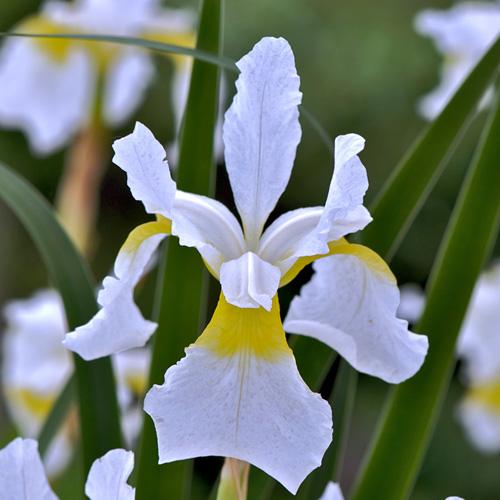 IRIS SIBIRICA GDT