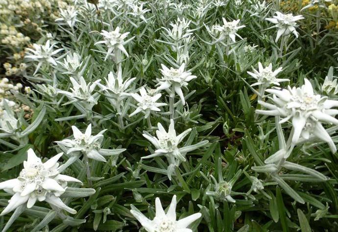 [6963] LEONTOPODIUM ALPINUM (COULEUR/VARIETE) GDT