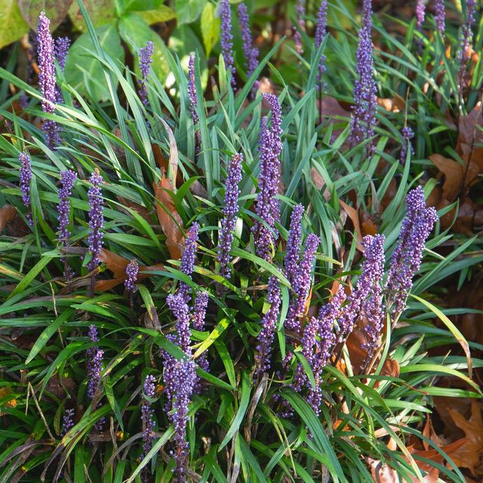 LIRIOPE MUSCARI BIG BLUE GDT