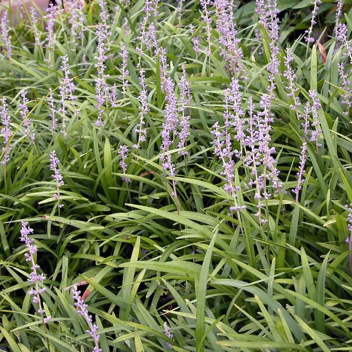 LIRIOPE SPICATA VIOLET GDT
