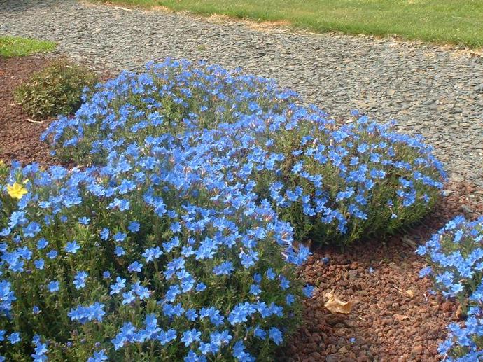 LITHODORA DIFFUSA HEAVENLY BLUE GDT