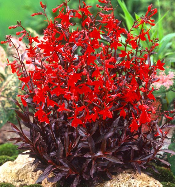 LOBELIA CARDINALIS (COULEUR/VARIETE) GDT