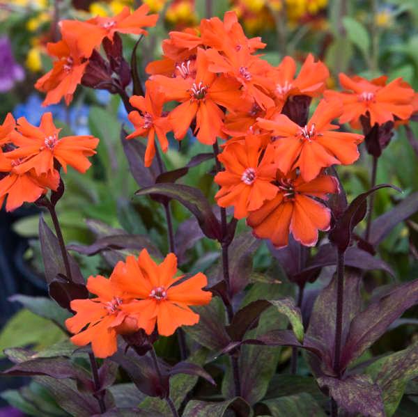 LYCHNIS CHALCEDONICA (COULEUR/VARIETE) GDT