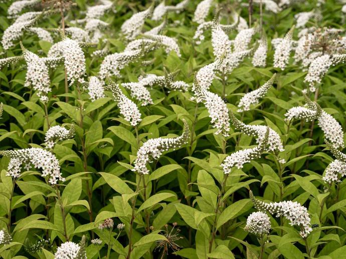 LYSIMACHIA CLETHROIDES (COULEUR/VARIETE) GDT