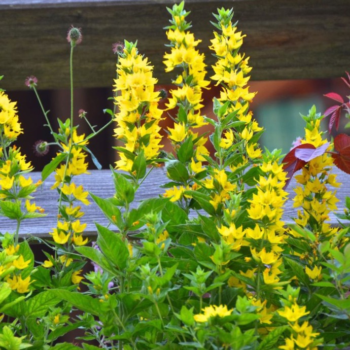 [7495] LYSIMACHIA PUNCTATA (COULEUR/VARIETE) GDT