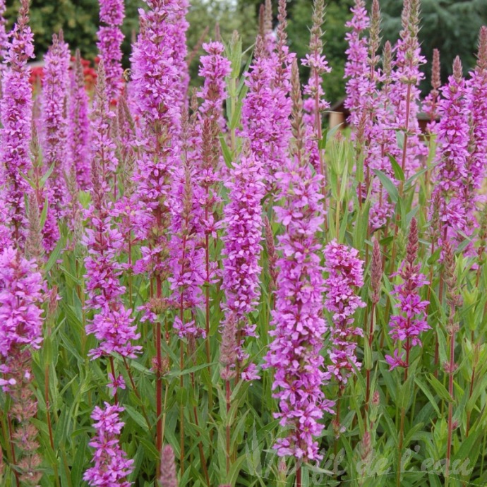 [7497] LYTHRUM SALICARIA (COULEUR/VARIETE) GDT