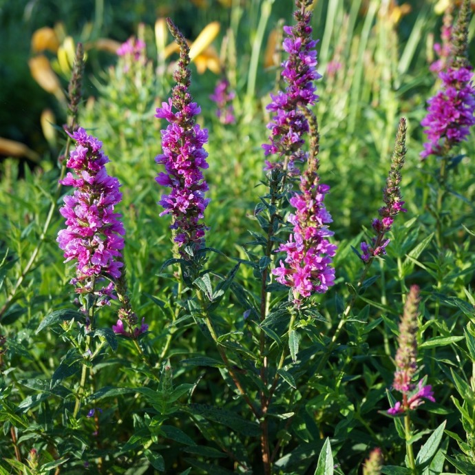 LYTHRUM VIRGATUM (COULEUR/VARIETE) GDT