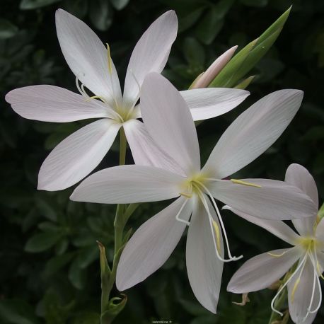 [11209] SCHIZOSTYLIS COCCINEA ALBA GDT