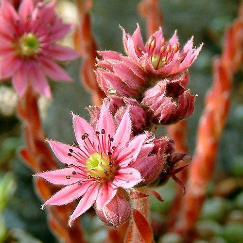 SEMPERVIVUM ARACHNOIDEUM ROSE GDT