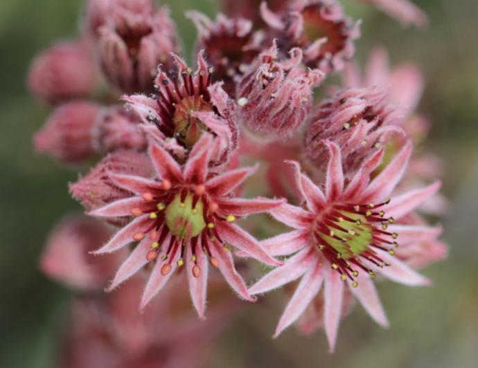 SEMPERVIVUM TECTORUM ROSE GDT