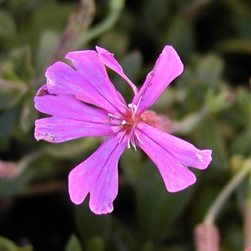 SILENE SCHAFTA (COULEUR/VARIETE) GDT