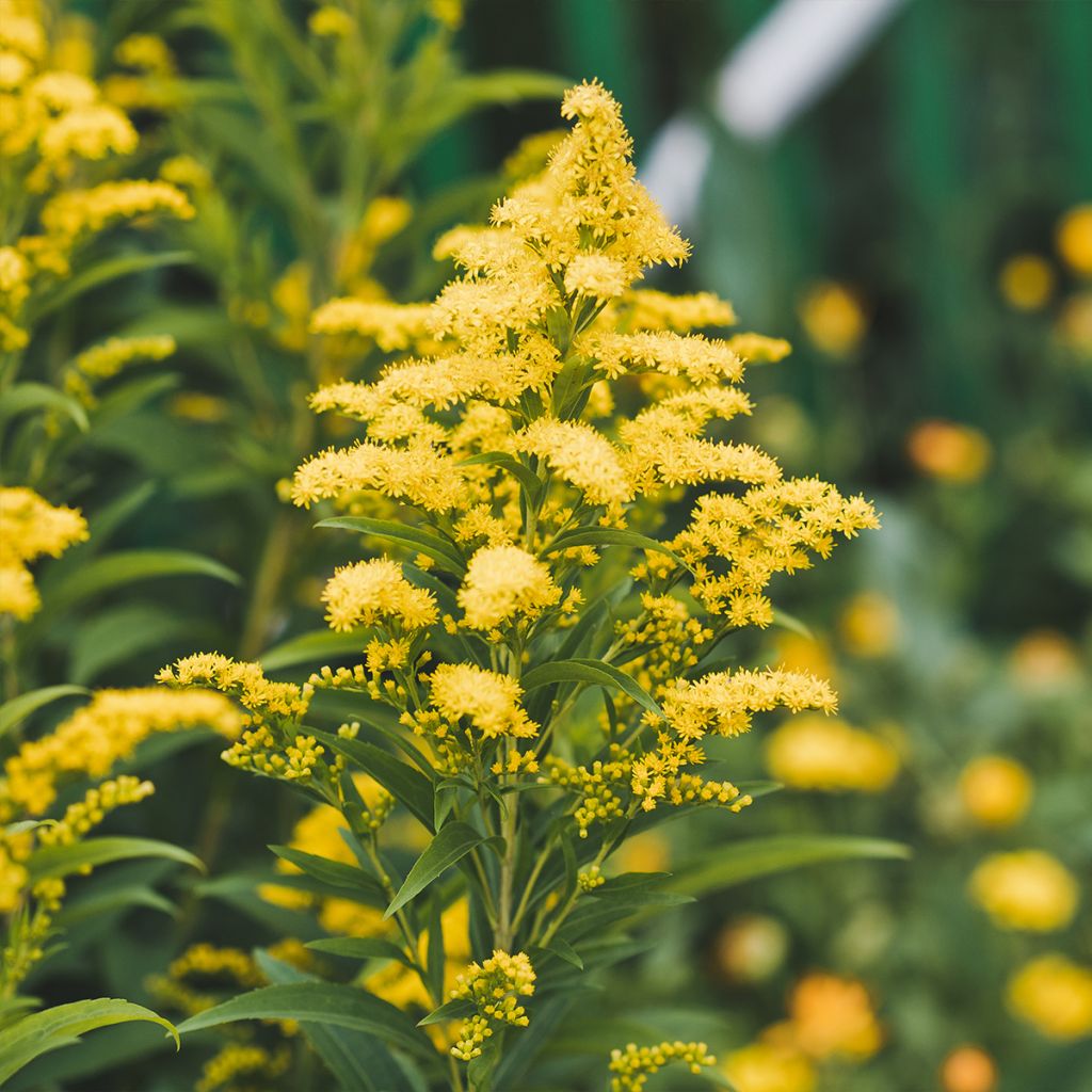 SOLIDAGO CANADENSIS (COULEUR/VARIETE) GDT