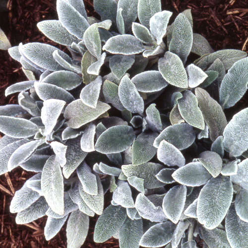 [11485] STACHYS BYZANTINA GDT