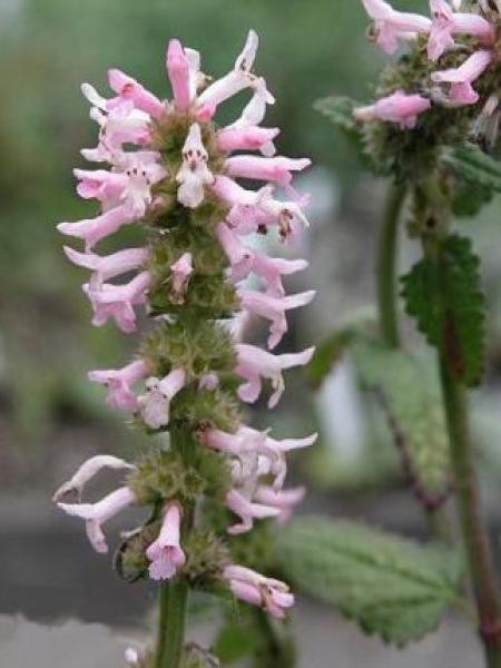 STACHYS MONIERI ROSE GDT