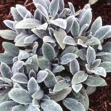 STACHYS SILVERCARPET GDT