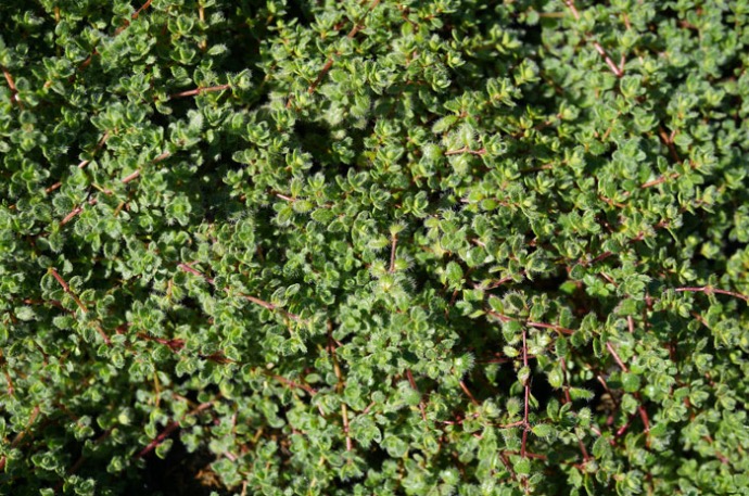 [11972] THYMUS PREACOX MINOR ROUGE GDT