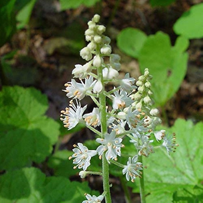 TIARELLA CORDIFOLIA BLANC CRÈME GDT