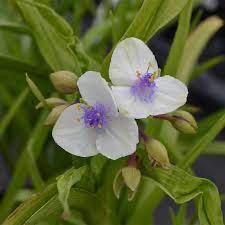 TRADESCANTIA OSPREY BLANC BLEU GDT
