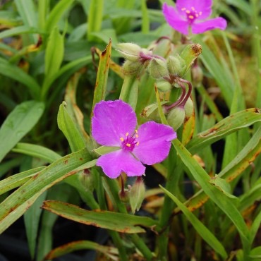 TRADESCANTIA RUBRA ROUGE CARMIN GDT