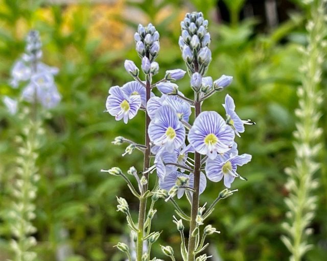 VERONICA GENTIANOIDES BLEUE GDT