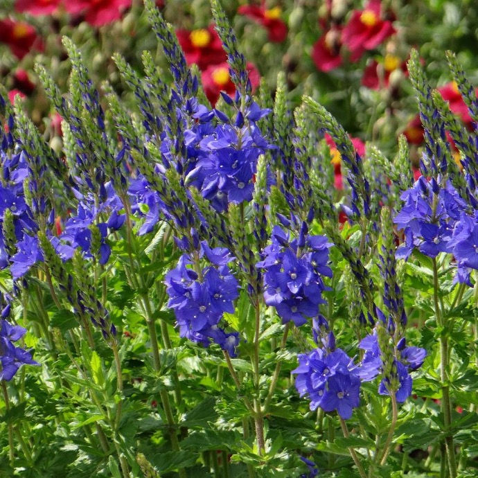 VERONICA TEUCRIUM BLEU GDT