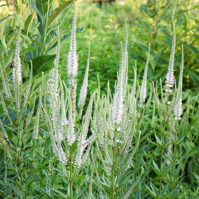 VERONICASTRUM VIRGINICUM ALBUM GDT