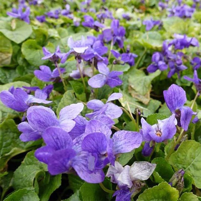 VIOLA ODO.REINE CHARLOTTE BLEU VIOLET