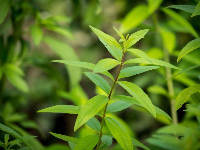 ALOYSIA CITRODORA (VERVEINE CITRONELLE) GDT