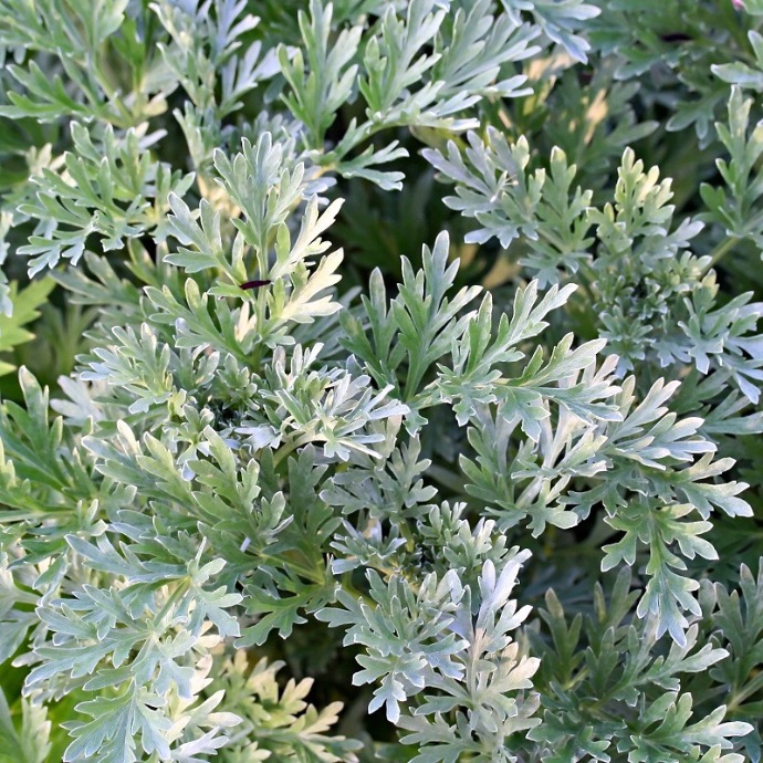 ARTEMISIA ABSINTHIUM GDT