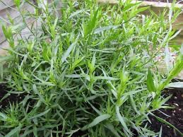 ARTEMISIA DRACUNCULUS ESTRAGON GDT