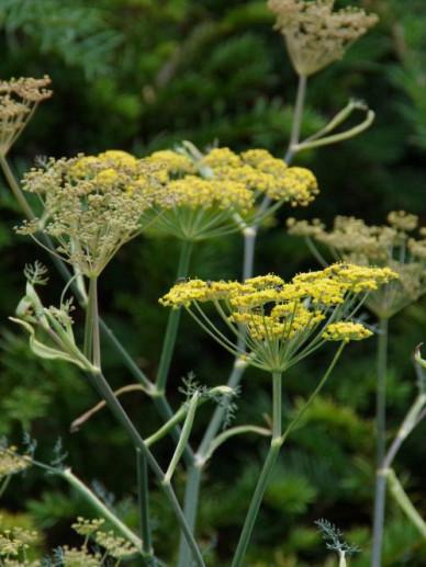 FOENICULUM VULGARE GIANT BRONZE GDT
