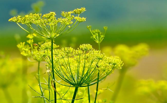 FOENICULUM VULGARE FENOUIL GDT
