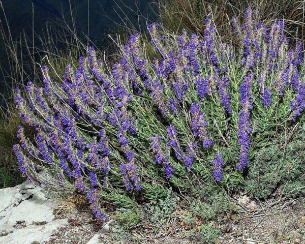 HYSSOPUS OFFICINALIS GDT