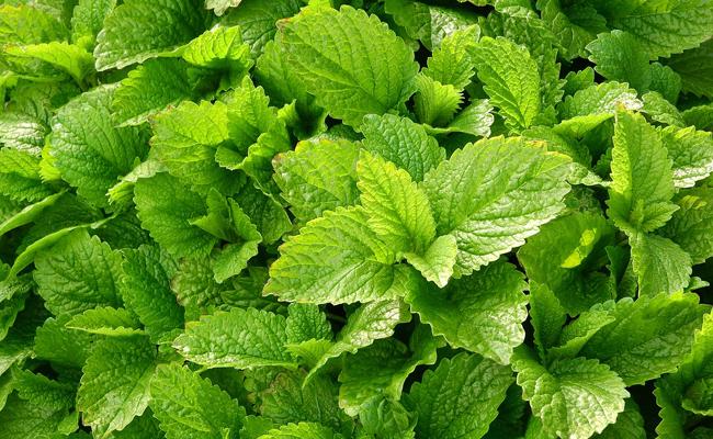 MELISSA OFFICINALIS GDT
