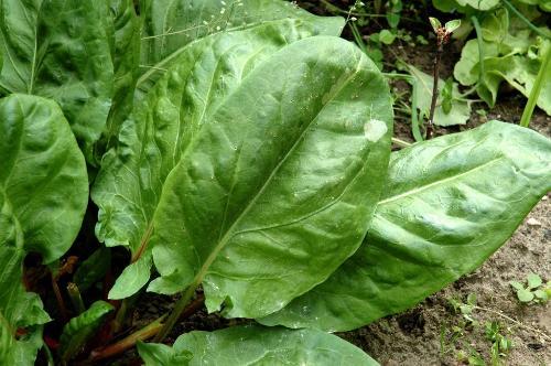 RUMEX ACETOSA (OSEILLE VIERGE) GDT