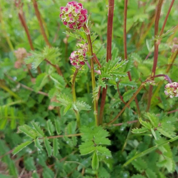 SANGUISORBA MINOR (PIMPRENELLE) GDT