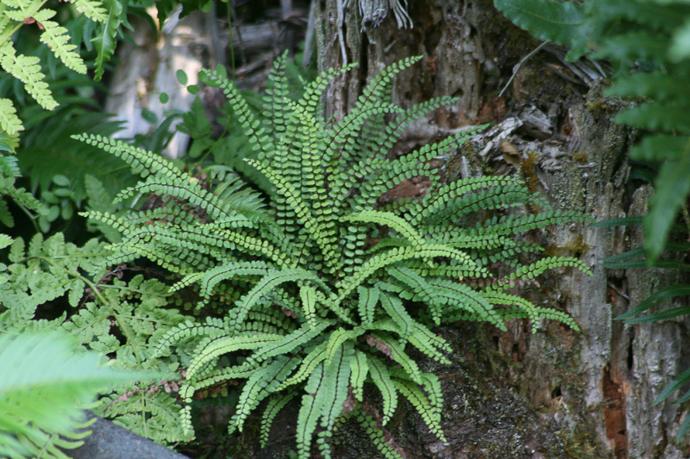 [1490] ASPLENIUM TRICHOMANES GDT