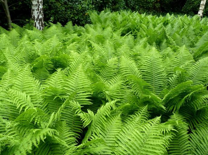 ATHYRIUM FILIX-FEMINA GDT