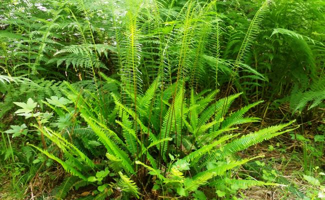 BLECHNUM SPICANT GDT