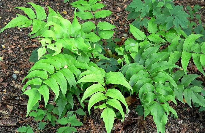 CYRTOMIUM FALCATUM GDT