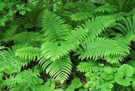 MATTEUCIA ORIENTALIS GDT