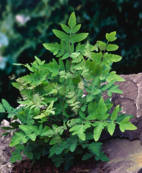 OSMUNDA REGALIS PURPURESCENS GDT