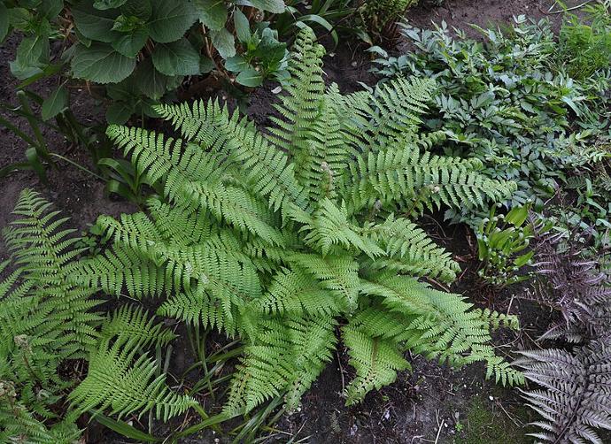 POLYSTICHUM SETIFERUM GDT