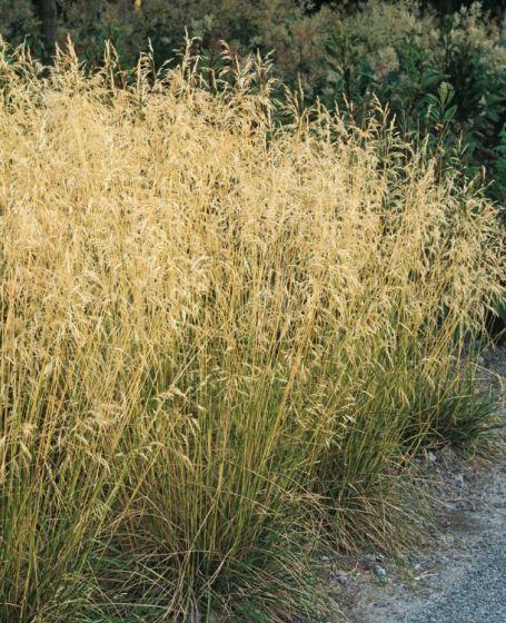 DESCHAMPSIA CAESPITOSA GDT