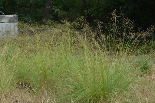 ERAGROSTIS CURVULA GDT